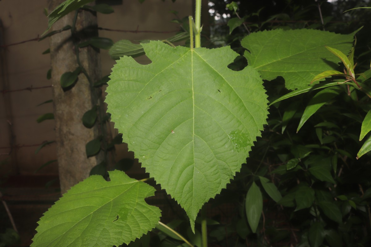 Broussonetia papyrifera (L.) L'Hér. ex Vent.